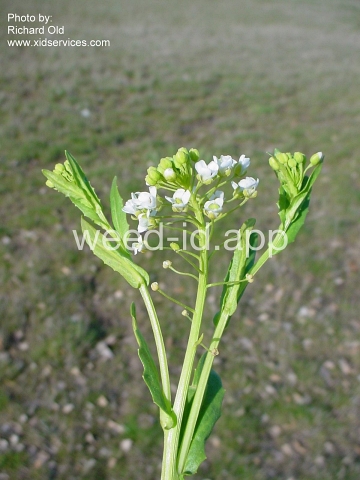 pennycress, field